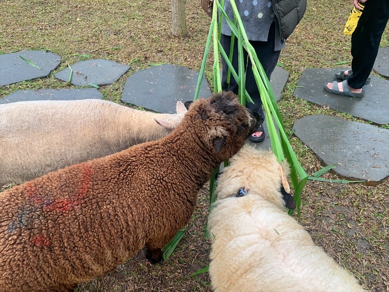 點我看大圖 許多可愛的超萌小動物,有超人氣的水豚君、笑笑羊,可以零距離和牠們互動