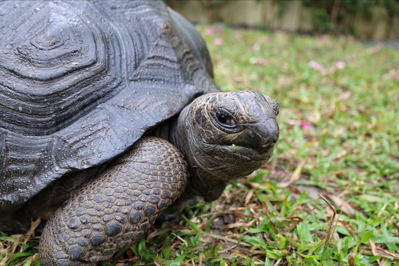 點我看大圖 許多可愛的超萌小動物,有超人氣的水豚君、笑笑羊,可以零距離和牠們互動