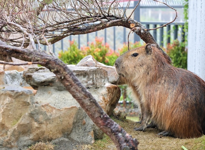點我看大圖 許多可愛的超萌小動物,有超人氣的水豚君、笑笑羊,可以零距離和牠們互動