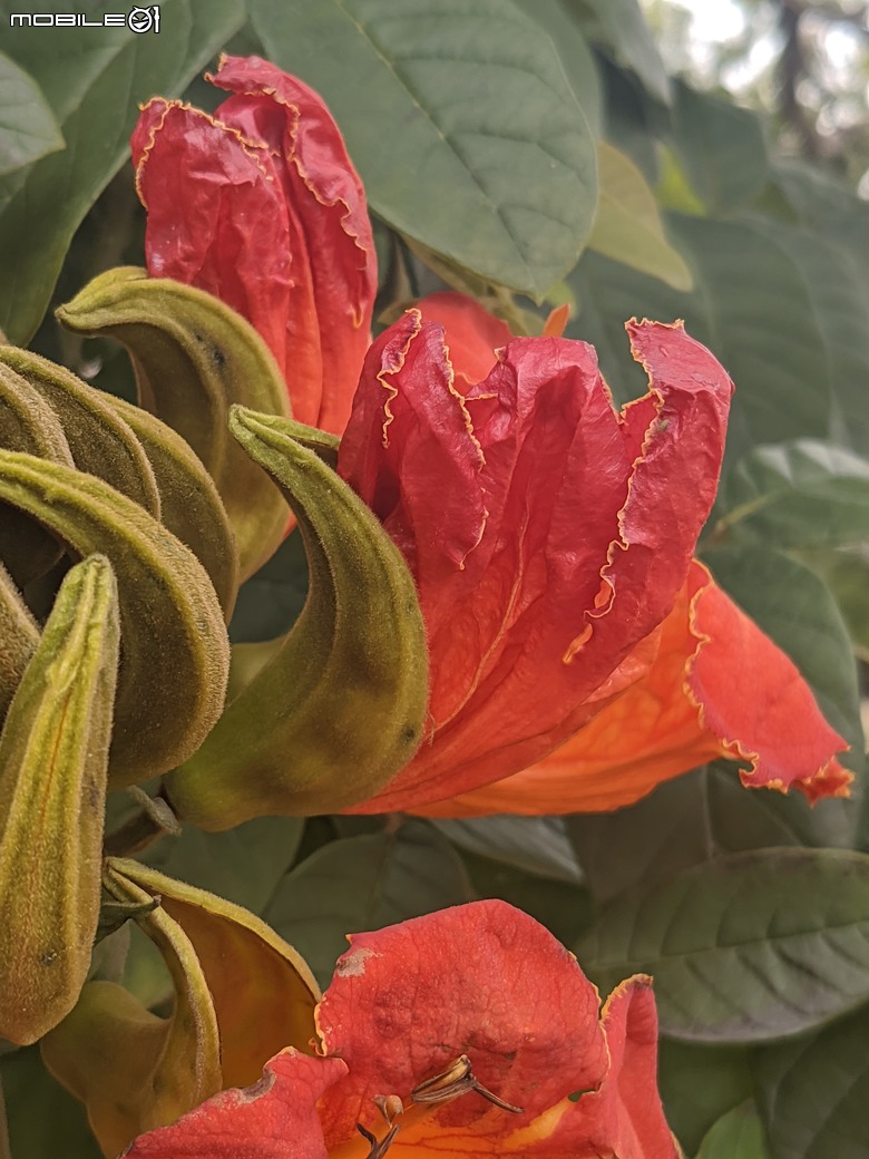 炮仗花+蔥花+煙火花+火焰木+蓖麻 台南市東區裕永路後甲公園 02/09