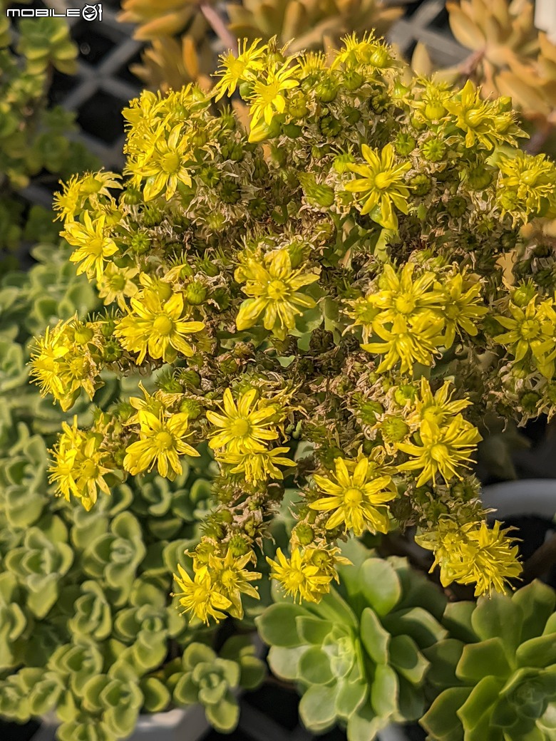 多肉植物開花 台南市佳里區興化里綠樹園藝 02/22