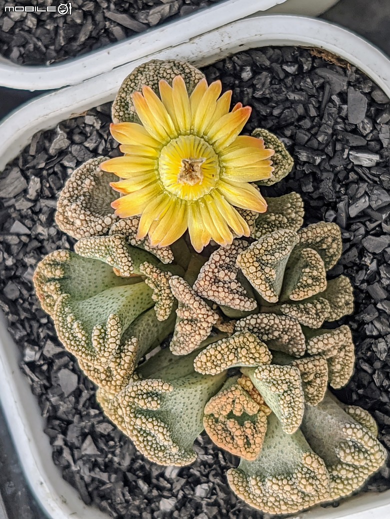 多肉植物開花 台南市佳里區興化里綠樹園藝 02/22