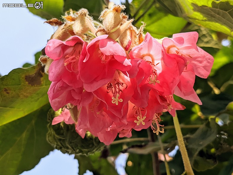紅花風鈴木+非洲芙蓉 台南市仁德區仁德滯洪池 01/18
