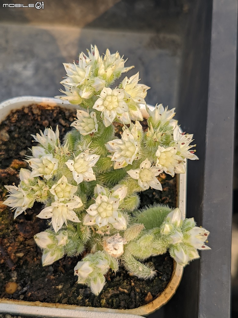 多肉植物開花 台南市佳里區興化里綠樹園藝 02/22