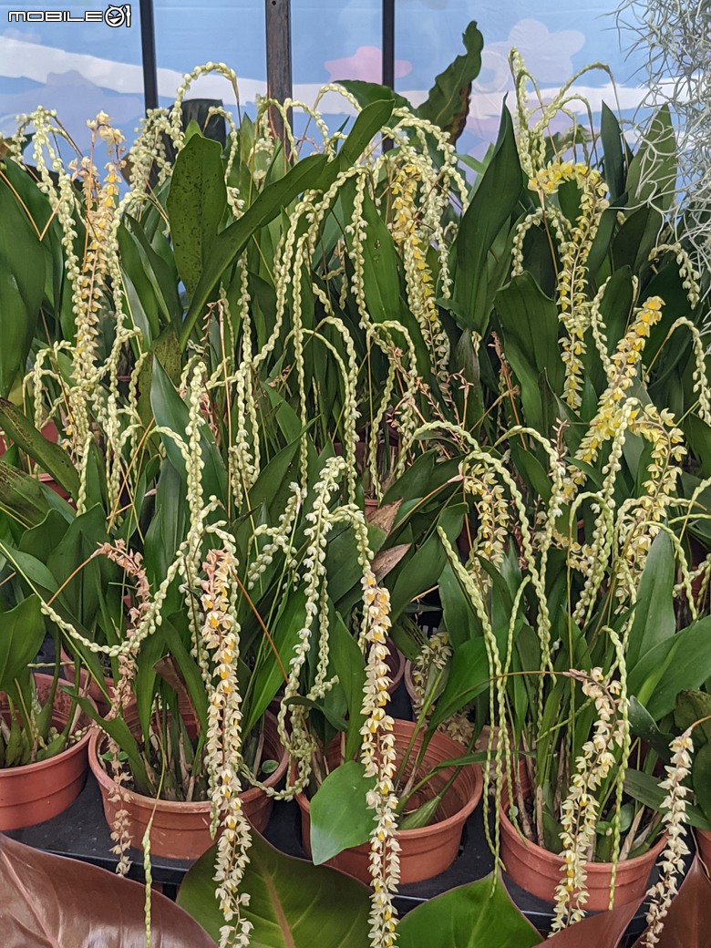 花在彰化 彰化縣溪州鄉中央路三段138號 02/01