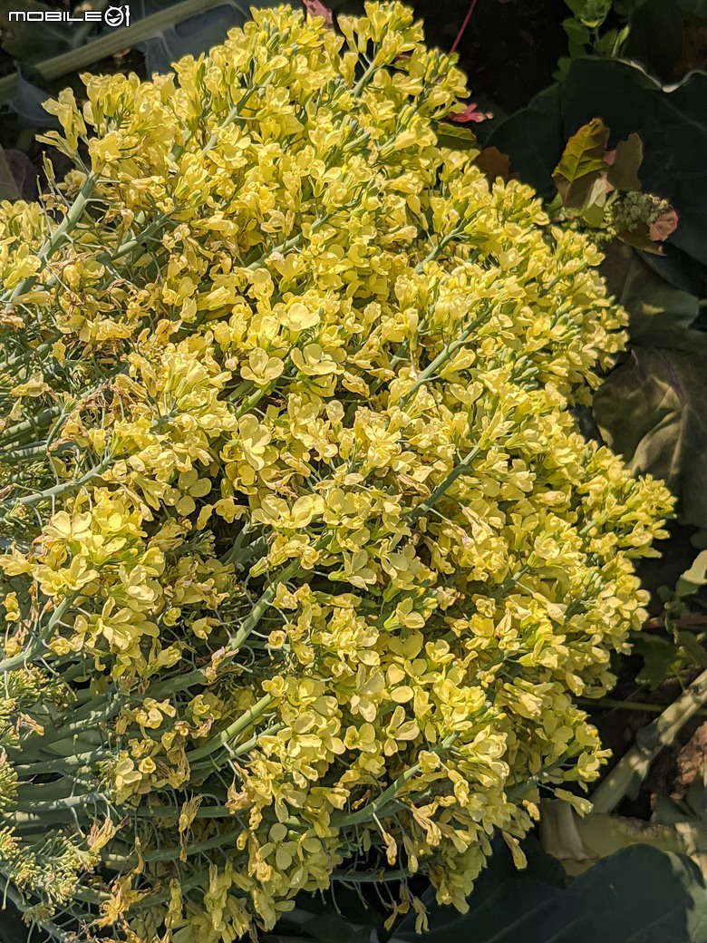 青花菜 台南市仁德區中生里中洲福德祠附近 02/16