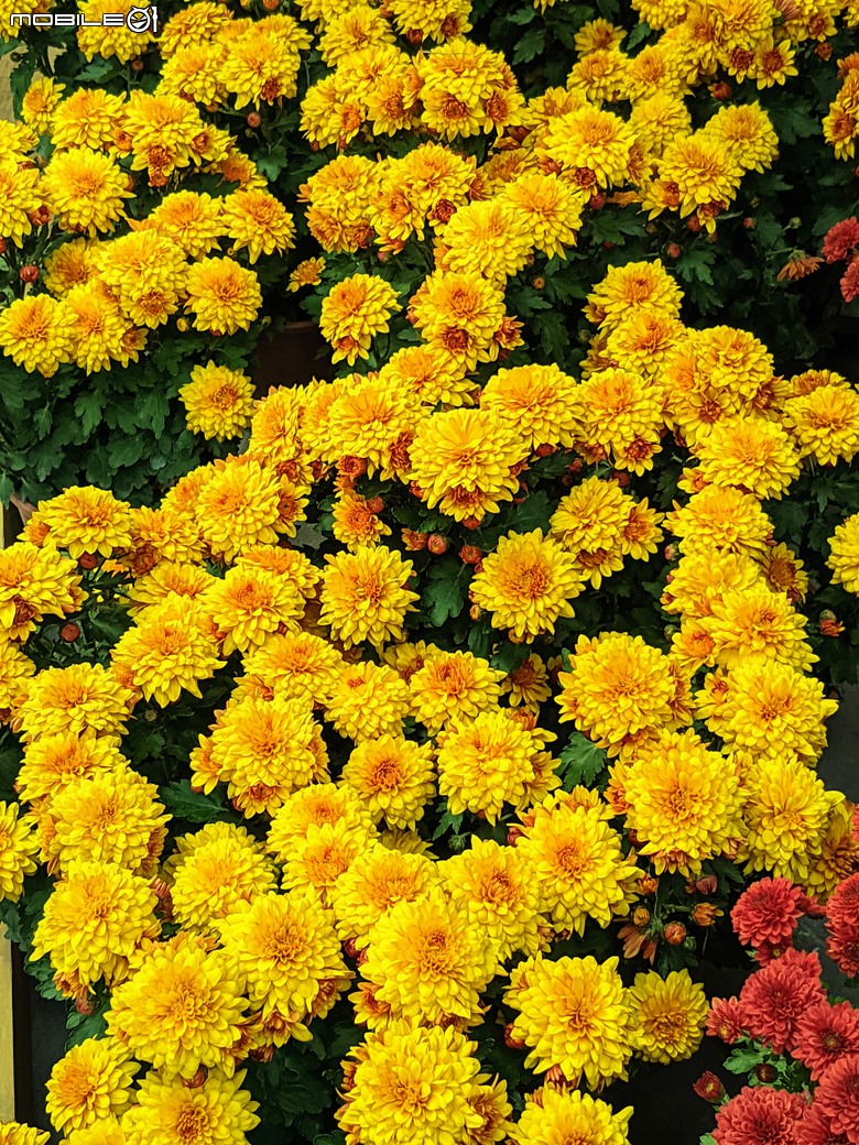 花在彰化 彰化縣溪州鄉中央路三段138號 02/01