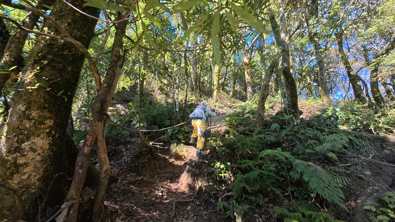 【鵝公髻山】林相絕美的新竹縣小百岳 | 山上人家農場第三登山口起登