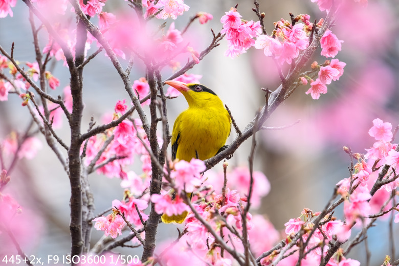 長焦Part2-Nikon Z400 F4.5&ZTC 1.4x/2.0x實戰測試