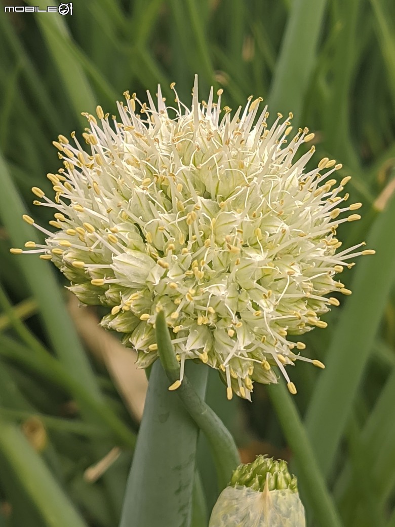 炮仗花+蔥花+煙火花+火焰木+蓖麻 台南市東區裕永路後甲公園 02/09