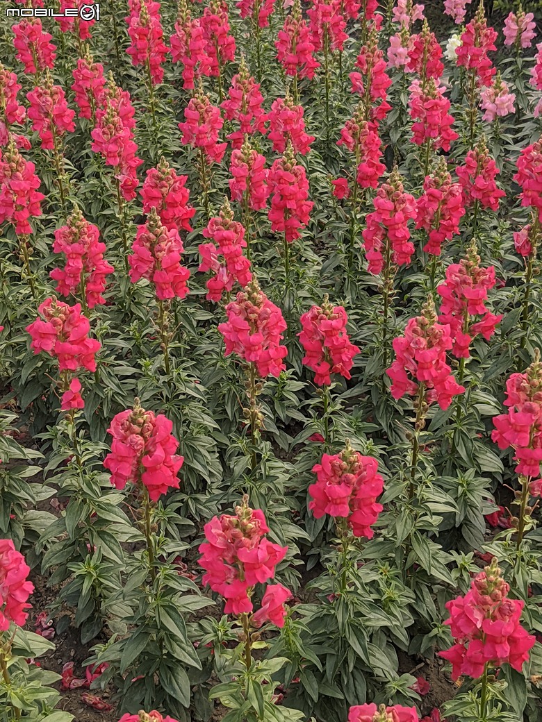 花在彰化 彰化縣溪州鄉中央路三段138號 02/01