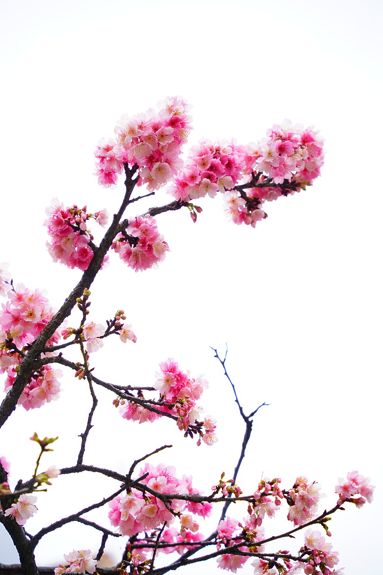 春夏秋冬，賞花兼試鏡。T28-200mm