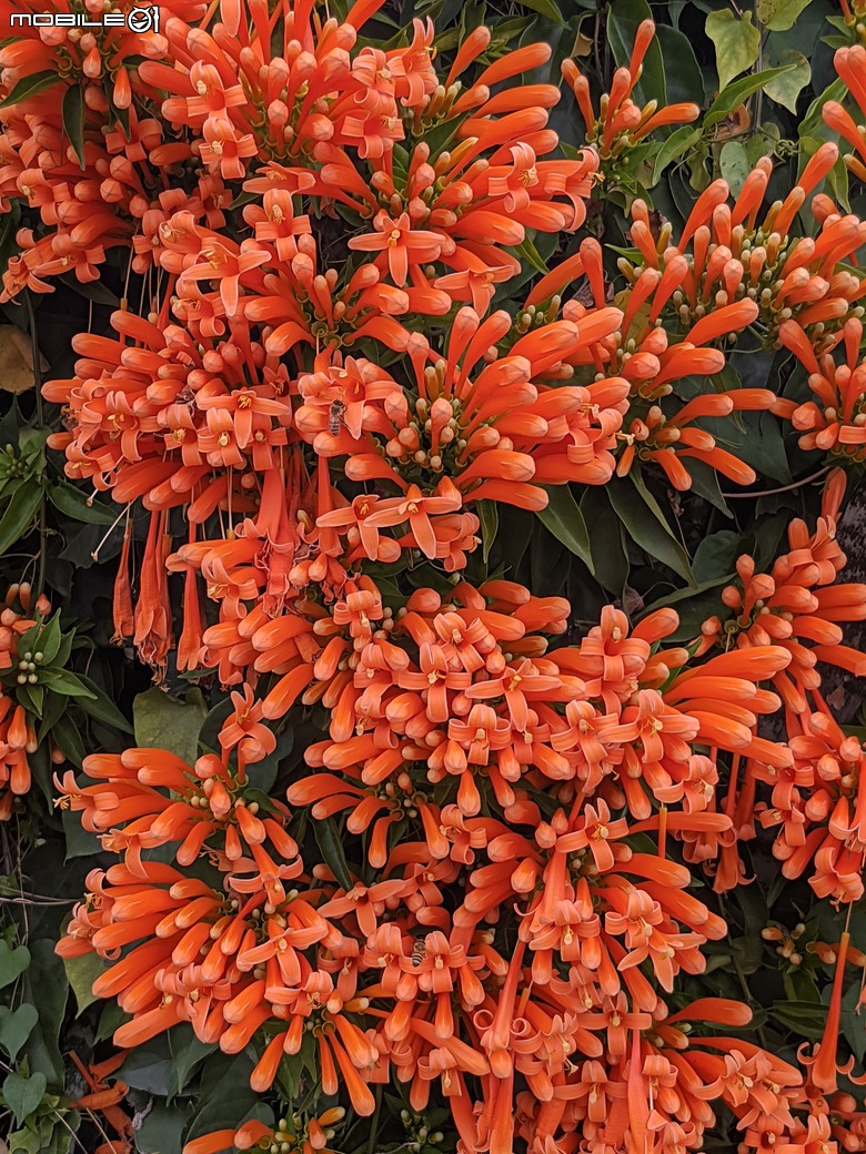 百日菊+炮仗花 台南市山上區淨水池區 02/02