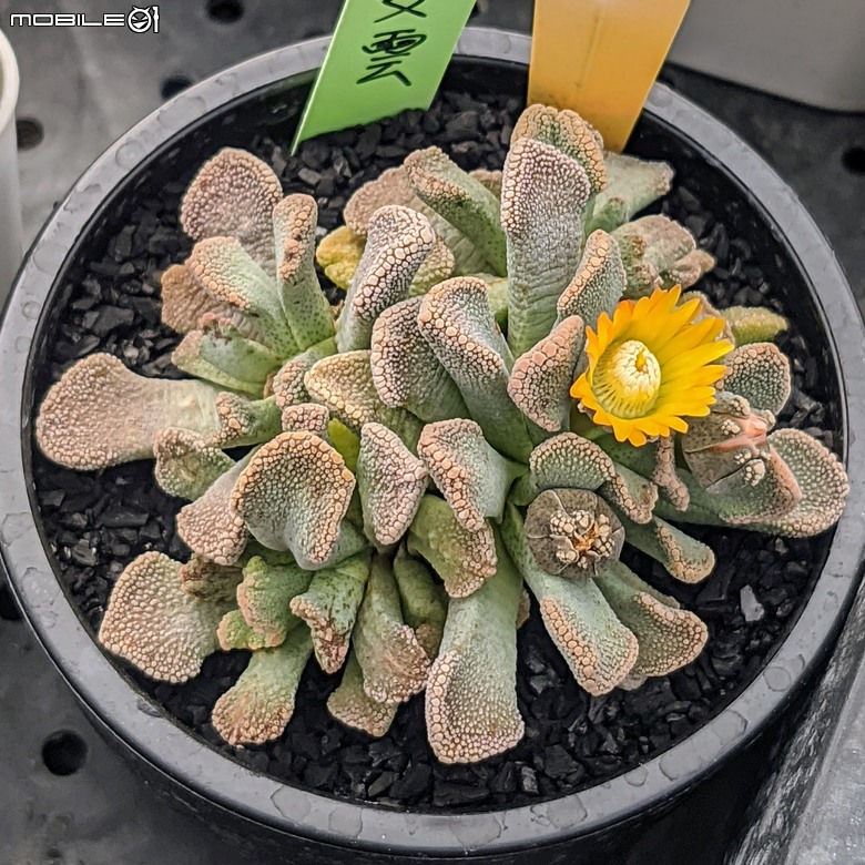 多肉植物開花 台南市佳里區興化里綠樹園藝 02/22