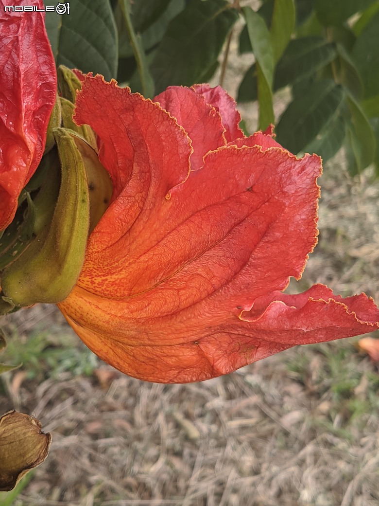 炮仗花+蔥花+煙火花+火焰木+蓖麻 台南市東區裕永路後甲公園 02/09