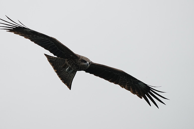 點我看大圖 Sony FE 400-800mm f/6.3-8 G OSS 評測報告|E-mount 首顆 800mm 砲降臨!