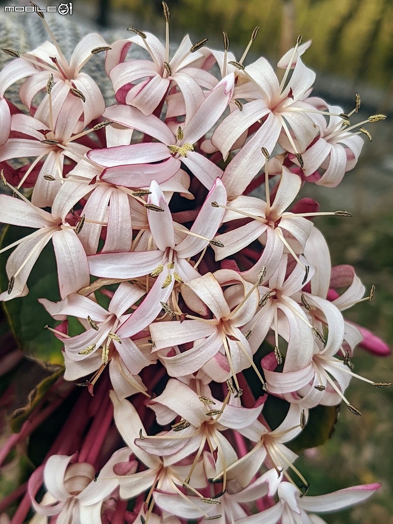 炮仗花+蔥花+煙火花+火焰木+蓖麻 台南市東區裕永路後甲公園 02/09