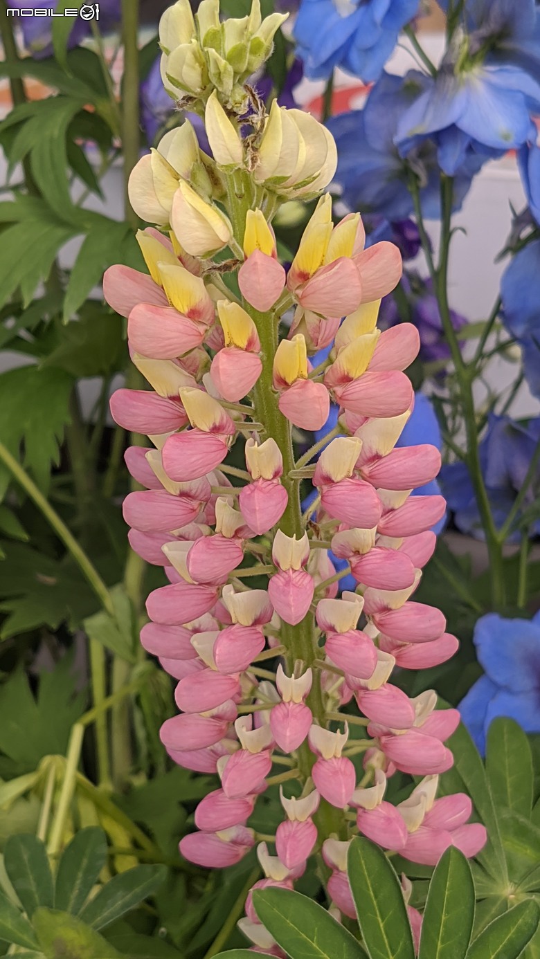 花在彰化 彰化縣溪州鄉中央路三段138號 02/01