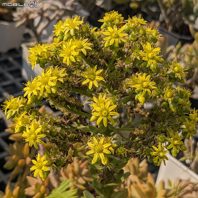 多肉植物開花 台南市佳里區興化里綠樹園藝 02/22