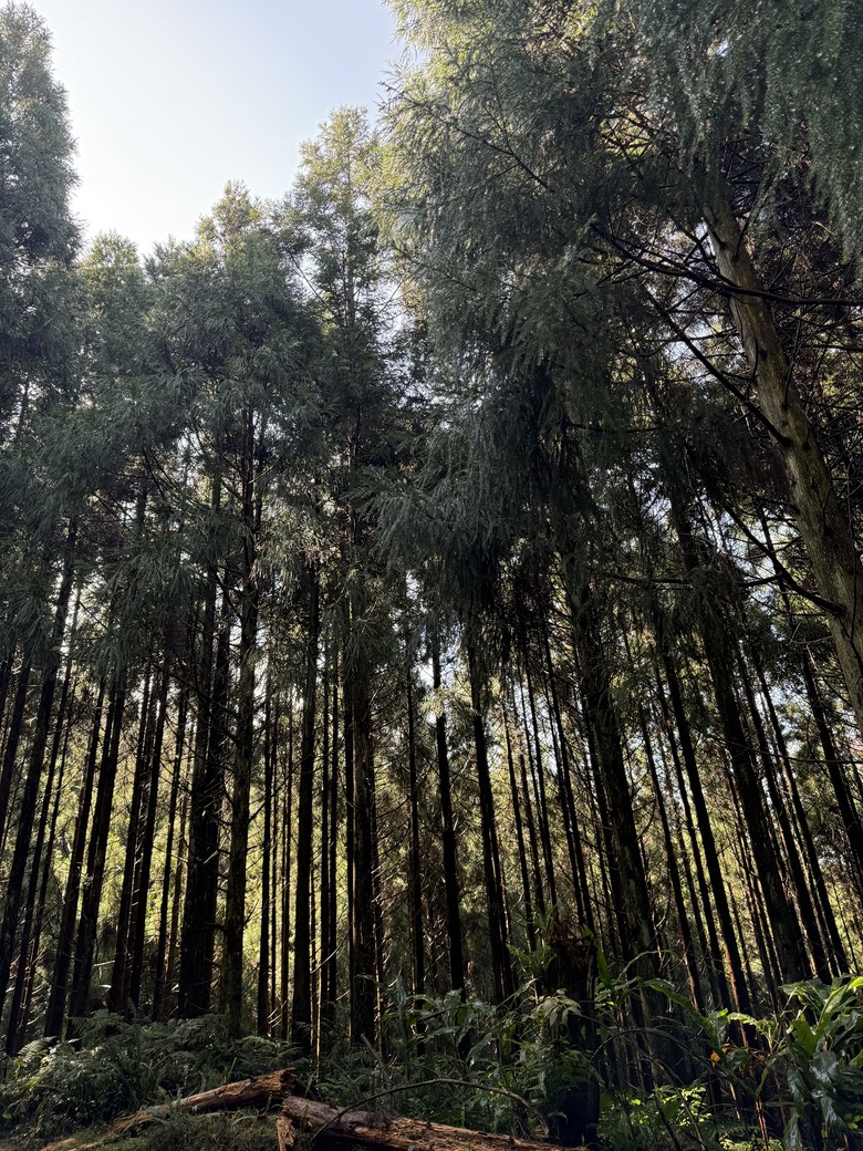 velar七個月心得分享