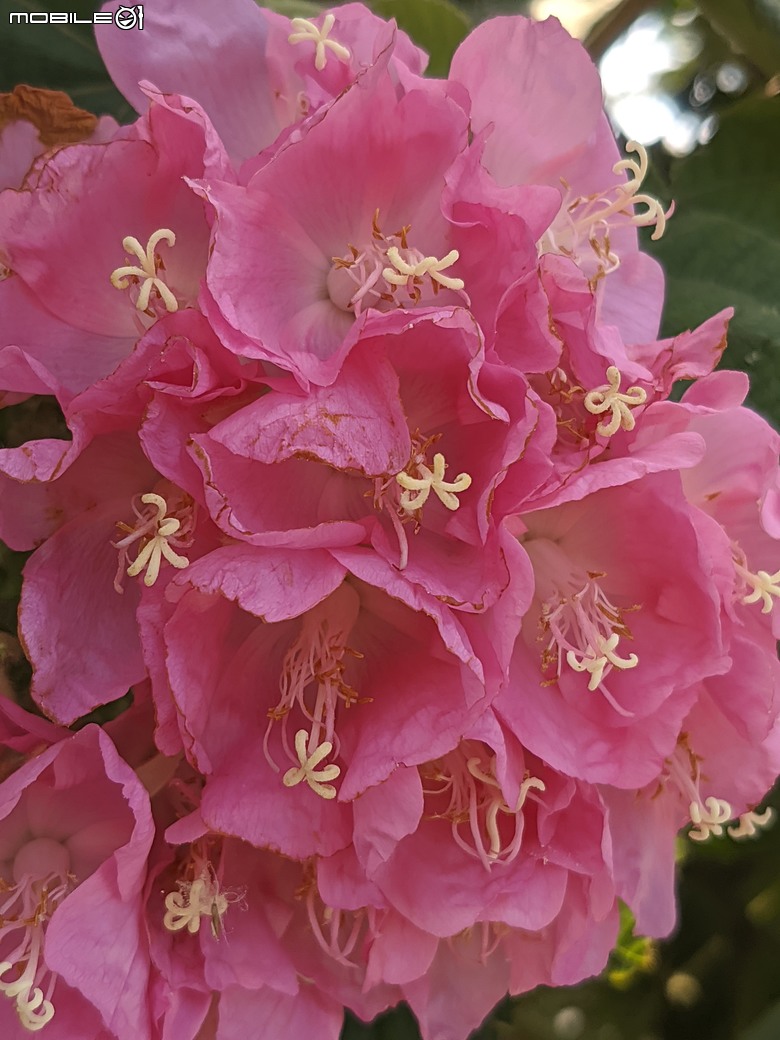 紅花風鈴木+非洲芙蓉 台南市仁德區仁德滯洪池 01/18