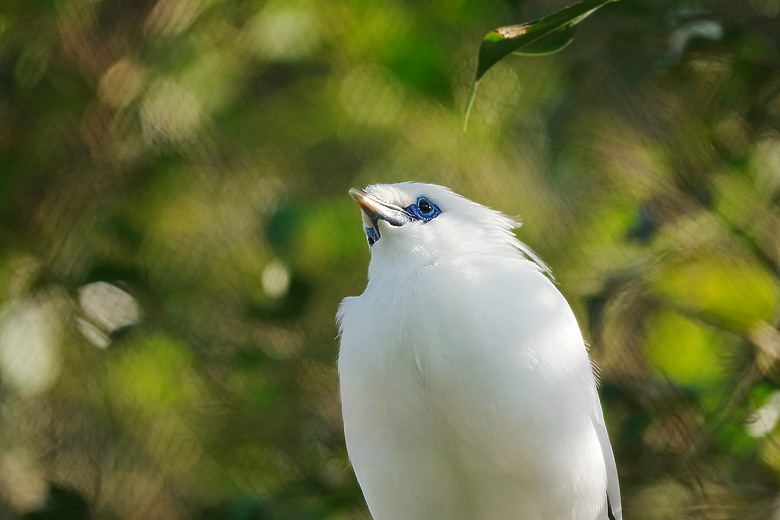 點我看大圖 Sony FE 400-800mm f/6.3-8 G OSS 評測報告|E-mount 首顆 800mm 砲降臨!