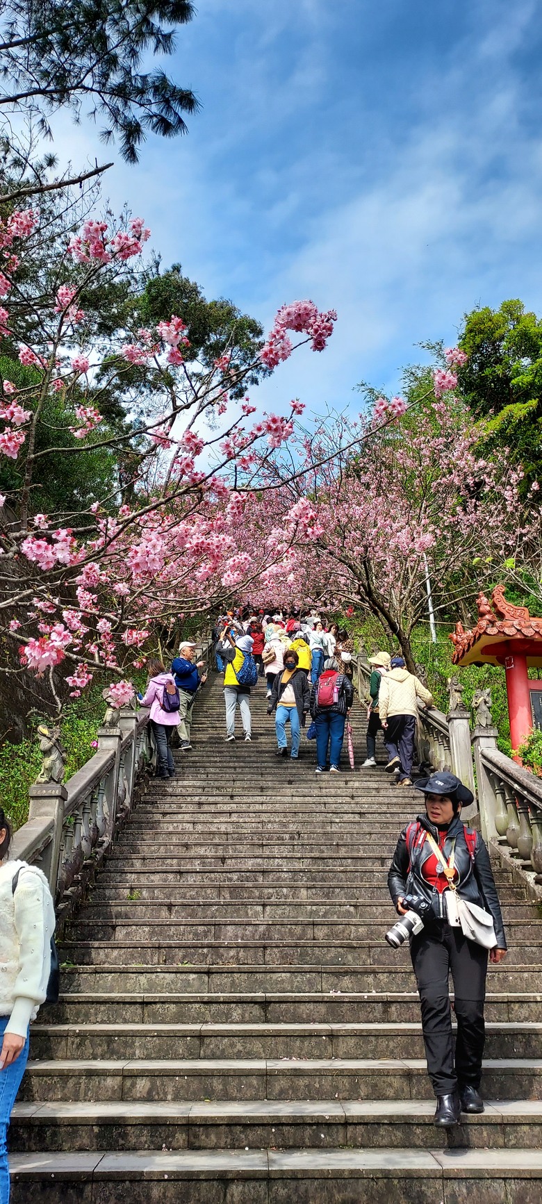 碧山巖花花之旅