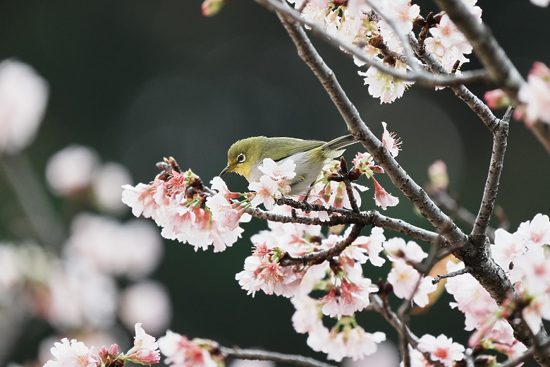 點我看大圖 Sony FE 400-800mm f/6.3-8 G OSS 評測報告|E-mount 首顆 800mm 砲降臨!