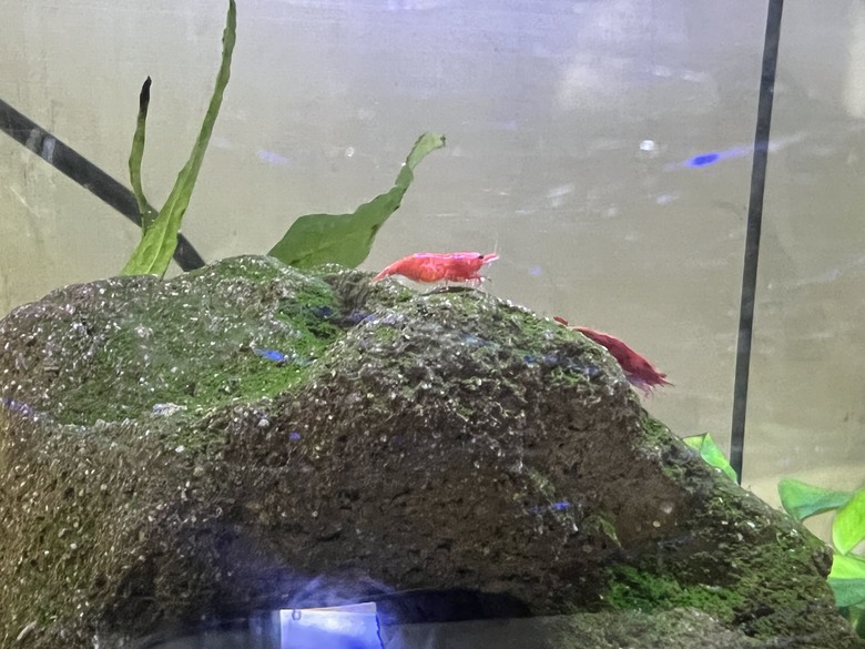 魚缸真的一次到位才好