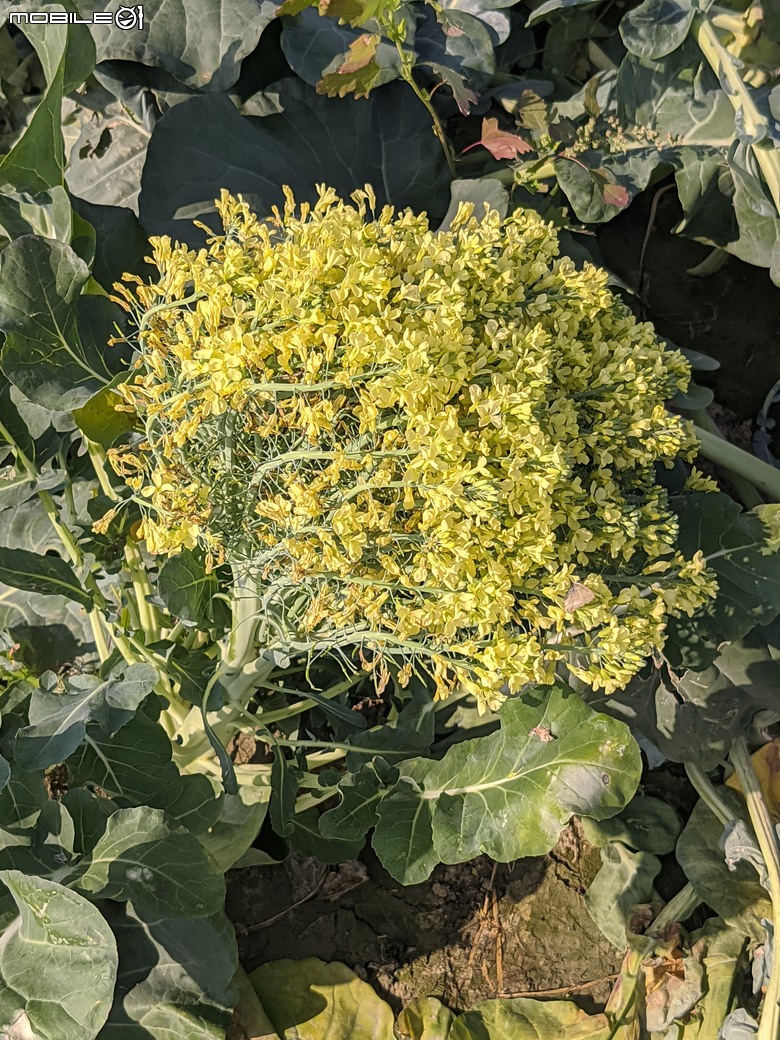 青花菜 台南市仁德區中生里中洲福德祠附近 02/16