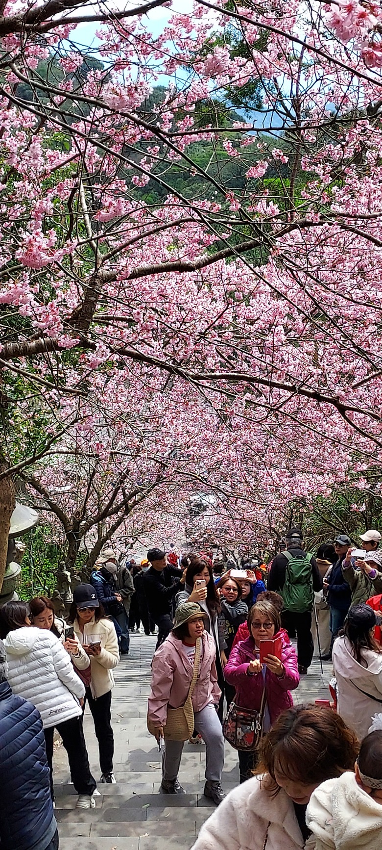 碧山巖花花之旅