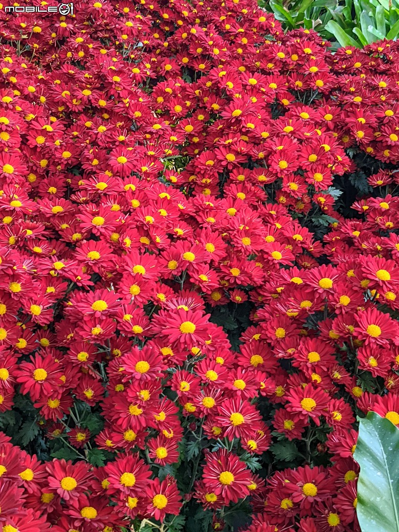 花在彰化 彰化縣溪州鄉中央路三段138號 02/01