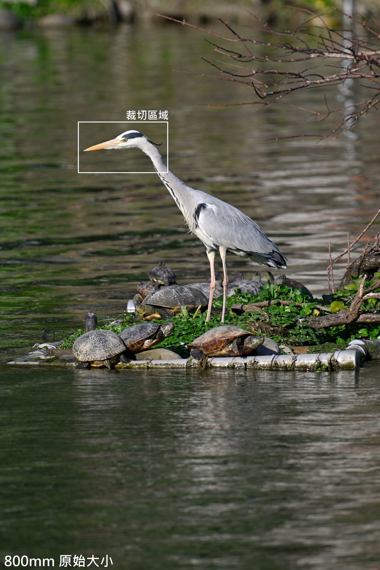 長焦Part2-Nikon Z400 F4.5&ZTC 1.4x/2.0x實戰測試
