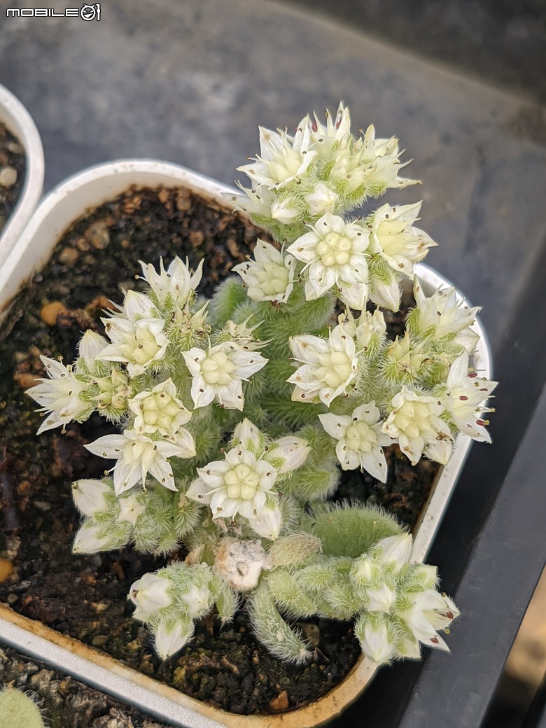 多肉植物開花 台南市佳里區興化里綠樹園藝 02/22