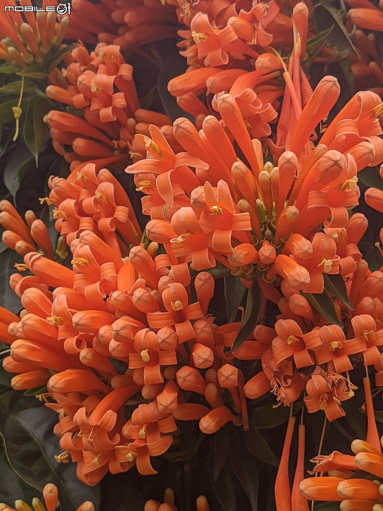 炮仗花+蔥花+煙火花+火焰木+蓖麻 台南市東區裕永路後甲公園 02/09