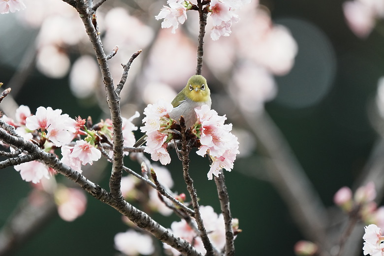 點我看大圖 Sony FE 400-800mm f/6.3-8 G OSS 評測報告|E-mount 首顆 800mm 砲降臨!