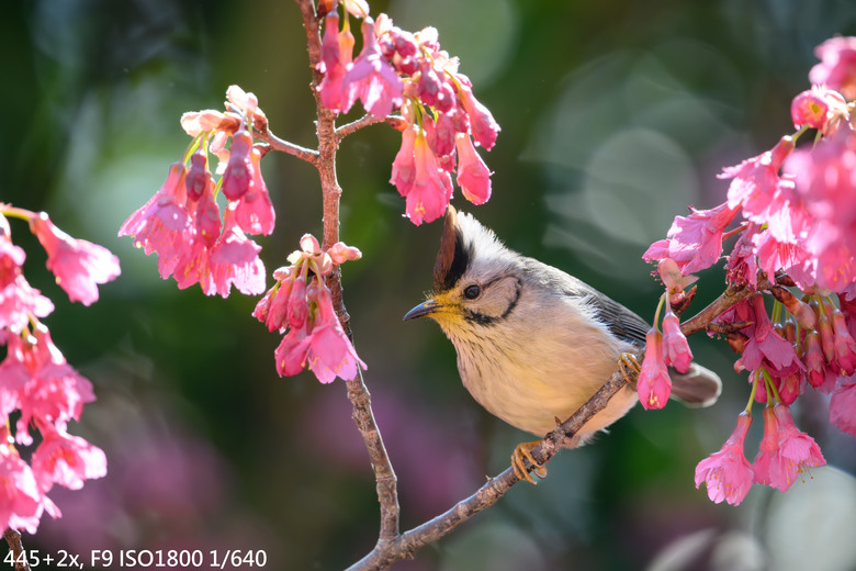 長焦Part2-Nikon Z400 F4.5&ZTC 1.4x/2.0x實戰測試