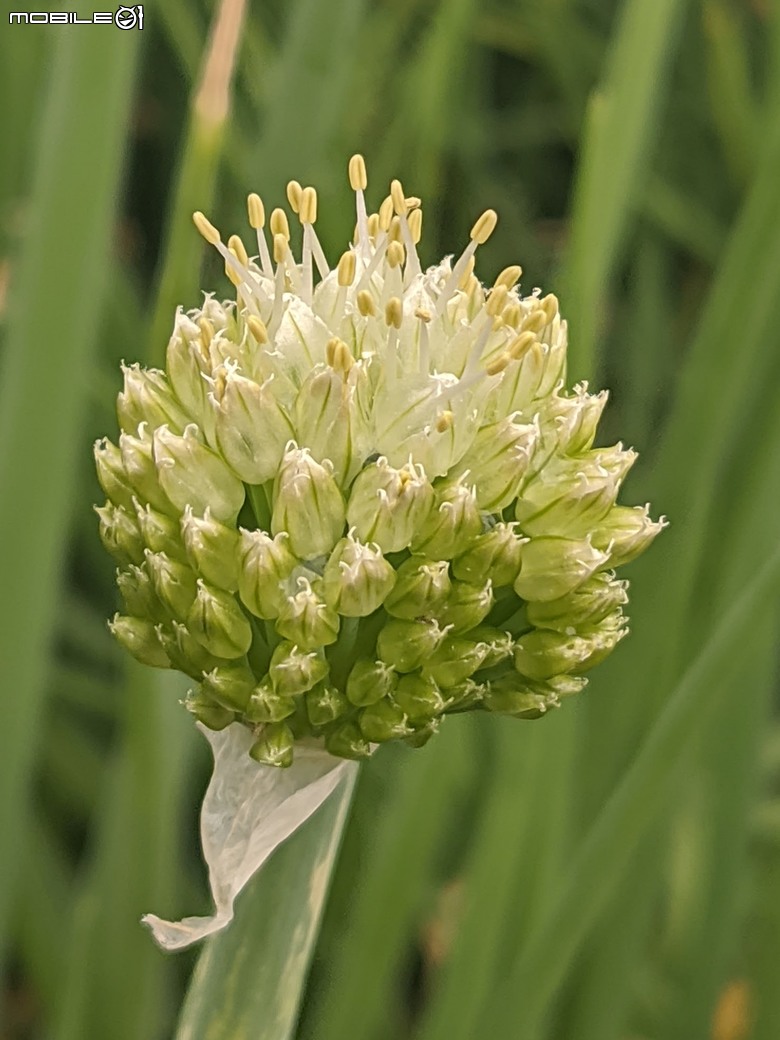炮仗花+蔥花+煙火花+火焰木+蓖麻 台南市東區裕永路後甲公園 02/09