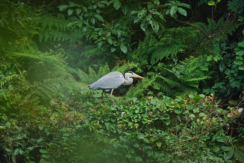 點我看大圖 Sony FE 400-800mm f/6.3-8 G OSS 評測報告|E-mount 首顆 800mm 砲降臨!