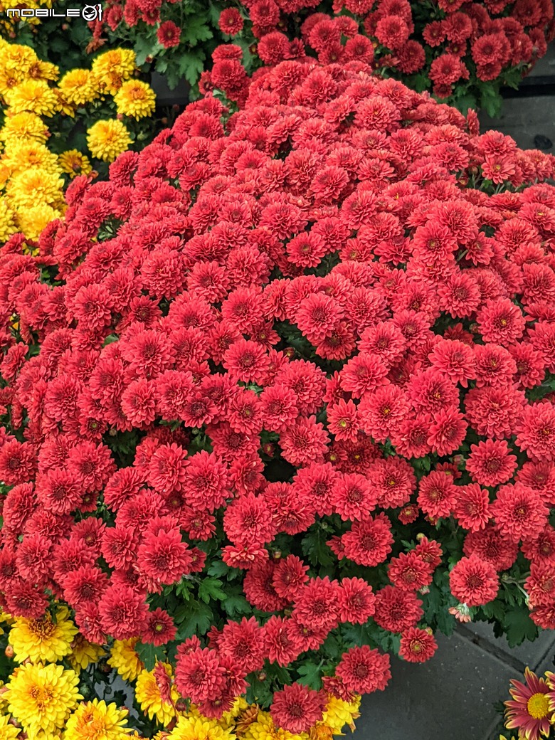 花在彰化 彰化縣溪州鄉中央路三段138號 02/01