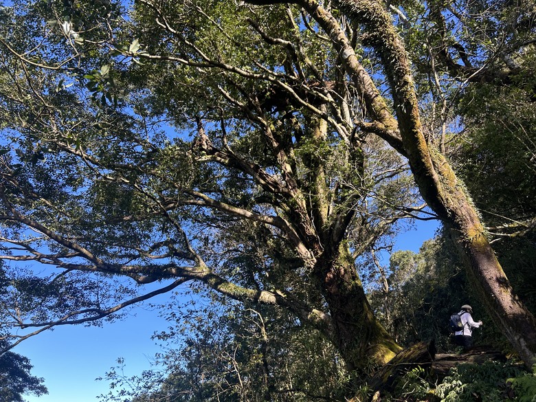 頂湖大凍山國家森林步道健行