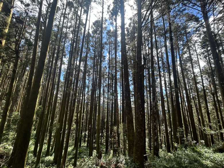 頂湖大凍山國家森林步道健行