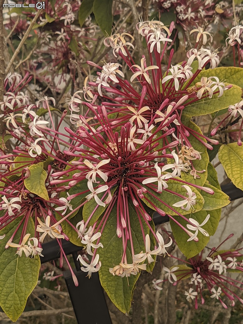 炮仗花+蔥花+煙火花+火焰木+蓖麻 台南市東區裕永路後甲公園 02/09
