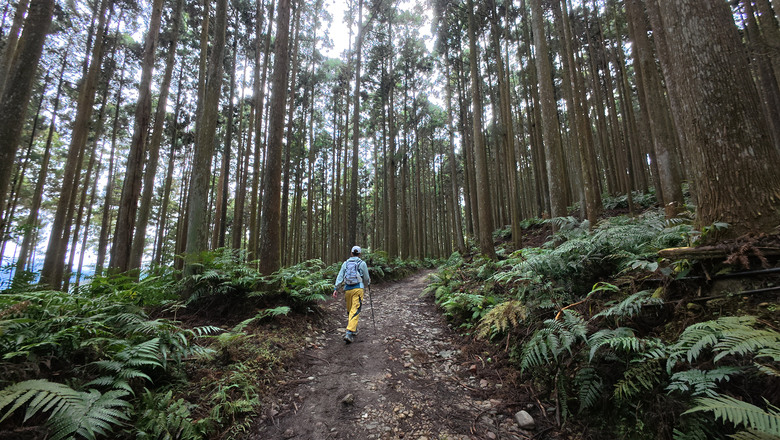 【鵝公髻山】林相絕美的新竹縣小百岳 | 山上人家農場第三登山口起登