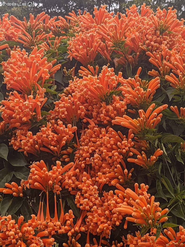 炮仗花+蔥花+煙火花+火焰木+蓖麻 台南市東區裕永路後甲公園 02/09