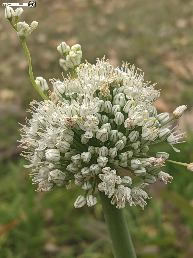 炮仗花+蔥花+煙火花+火焰木+蓖麻 台南市東區裕永路後甲公園 02/09