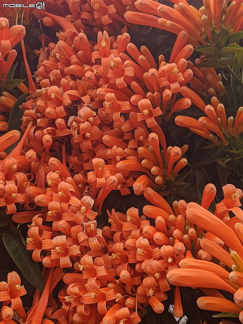 炮仗花+蔥花+煙火花+火焰木+蓖麻 台南市東區裕永路後甲公園 02/09