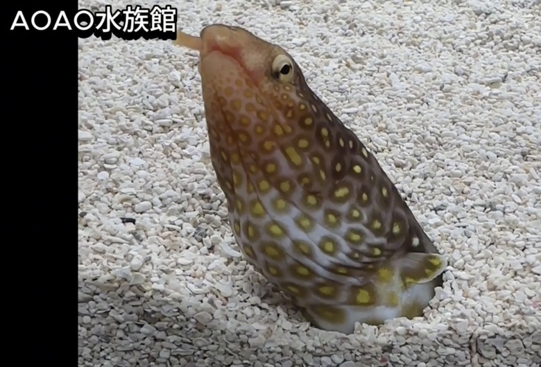 北海道札幌美食大爆發🔥 帝王蟹、湯咖哩、和牛海膽燒肉吃到爽!二條市場 x AOAO水族館 x 三角市場