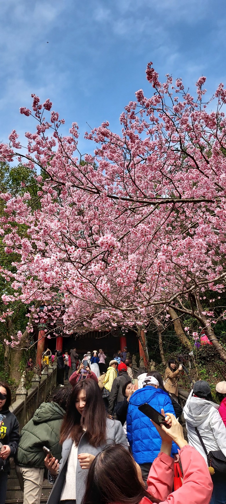 碧山巖花花之旅