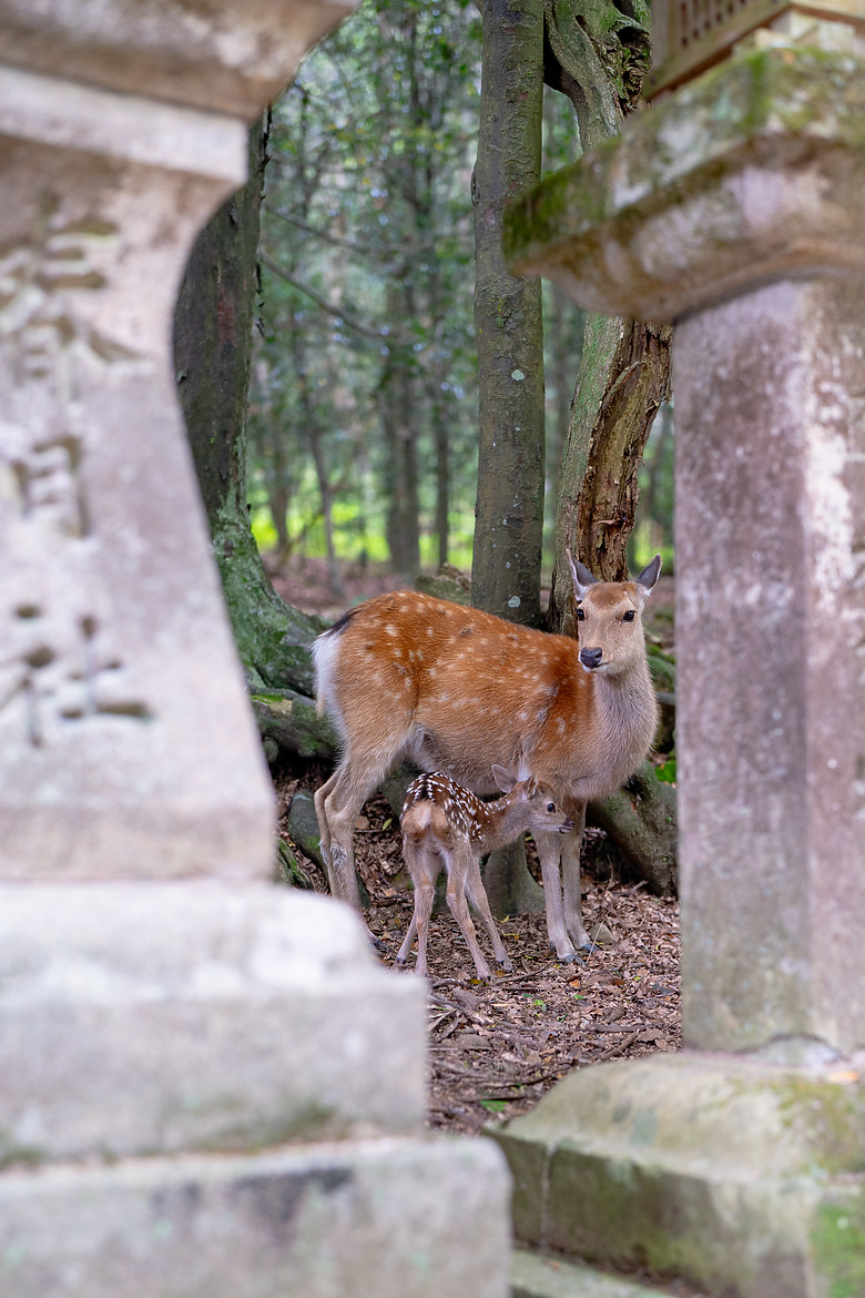 【關西】獨旅，奈良篇